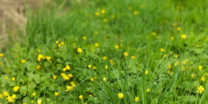 En vackert grön gräsmatta med gula små blommor bland grässtråna