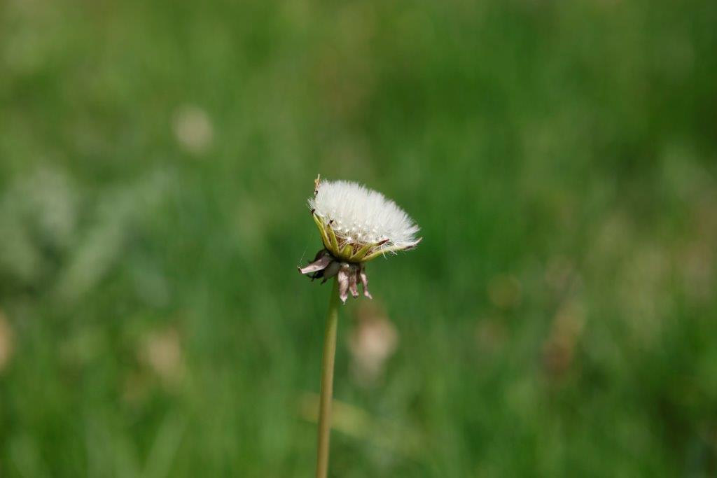 En överblommad maskros på en äng