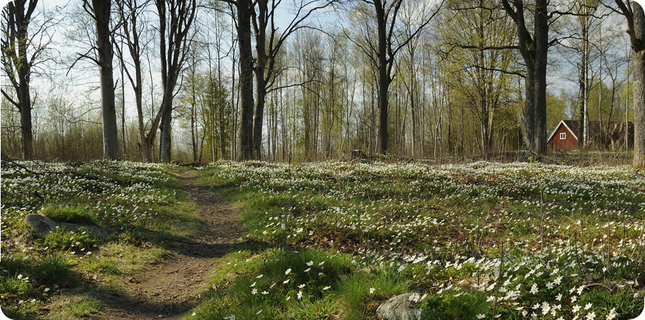 En stig går igenom en skog. Marken är full av blommande vitsippor.